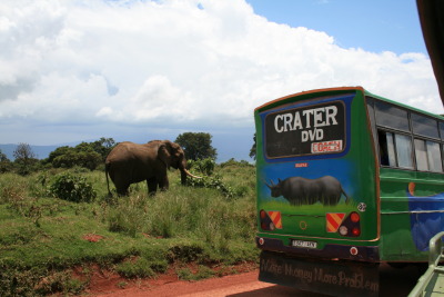 Elephant And Bus Ngorongoro, Tanzania