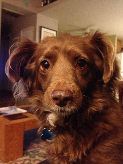 handsomedogs:  This is my pound puppy Lacey, we think she’s a red miniature Australian Shepard with the best of other dogs mixed in.