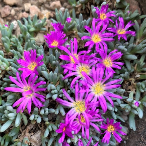 Delosperma sphalmanthoidesDelosperma is a large genus in the Aizoaceae, or Ice Plant Family, with ma