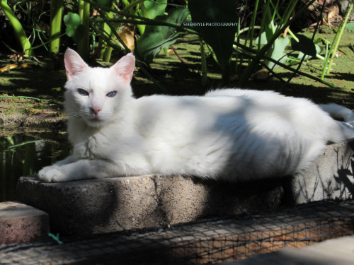 sherrylephotography:My photography of Mr Blue Eyes relaxing near the pond. He is not getting around 