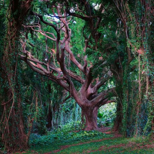 dirtyhippieproductions:  Trees are awesome~ ☮  ❤ ॐ 