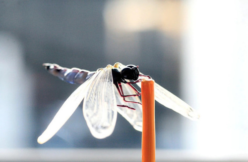 zooophagous: archiemcphee:  Lets join the Department of Gorgeous Glass Art as they pick up their loupes to marvel at these life-size glass insects created by Japanese sculptor Yuki Tsunoda, including the only mosquitos we won’t swat. Tsunoda creates