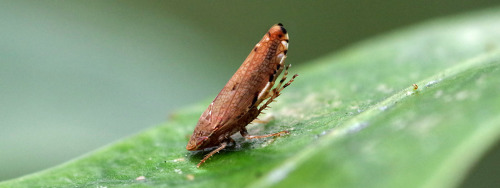 I think this leafhopper thinks that I won’t be able to see it if it does a handstand…