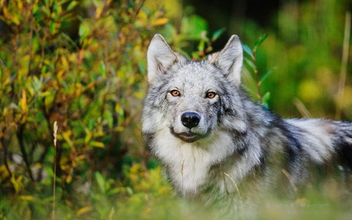 eurasianwolfie: “Nature is always talking to you, smiling to you, and singing to you. To under