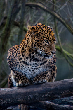 wonderous-world:  Sir Lankan Leopard by Corentin Foucaut 