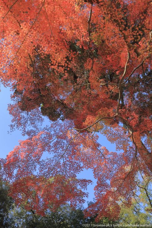 ’21.11.20 手向山八幡宮参道、東大寺南大門付近、春日大社参道、興福寺にてこの日のシリーズ、そろそろ締めます。気が付けばお昼過ぎ。お腹も空いたのですが参道の茶店は観光客で大繁盛。混んでるので撮り