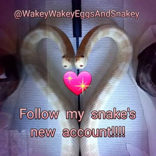 I made an Insta for my snake!! Go follow him for more cute snakey pics!!!! ➡️ @wakeywakeyeggsandsnak