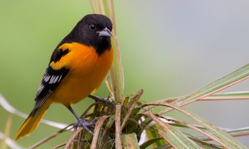 Baltimore Oriole Icterus galbula Source: Here