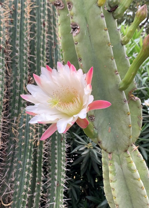 Cereus sp.
We received this cactus simply as “Cereus” - without a species name. It certainly resembles Cereus hildmannianus, and may be a form of that species, but its flowers have more pink on the outside, which adds to their appeal. The smooth...