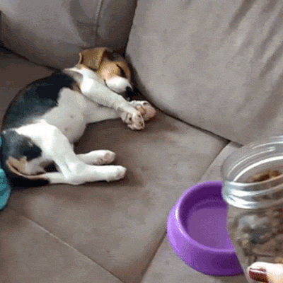 nowheresheepdog: gifsme: kawaii