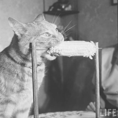 vintageeveryday:Cat eating corn-on-the-cob, 1951. Photos taken by Allan Grant for LIFE magazine.