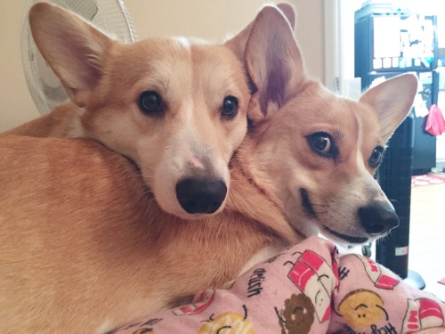 gatsbyadventures:  Bedtime corgs. 