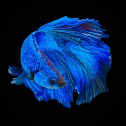 drxgonfly:    Betta Fish (by Kidsada Manchinda)  