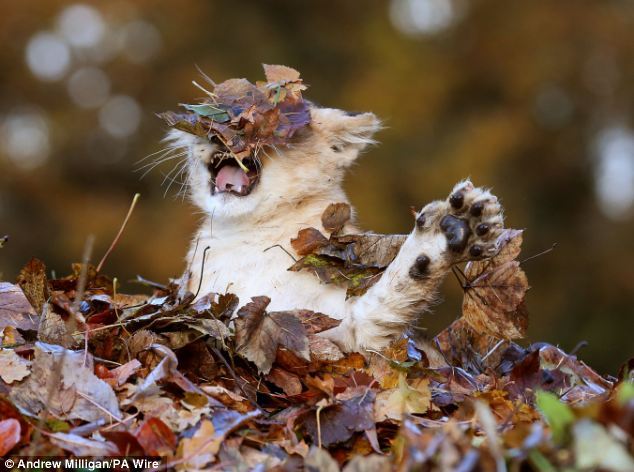 The ferocious beast and the pile of leaves. Karis is an 11 week old lion cub, born