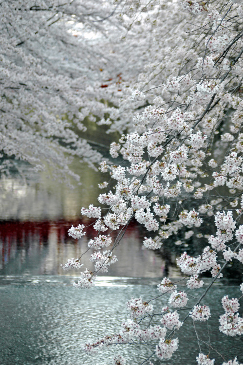 ourbedtimedreams: Meguro River by Jean-François Chénier on Flickr.