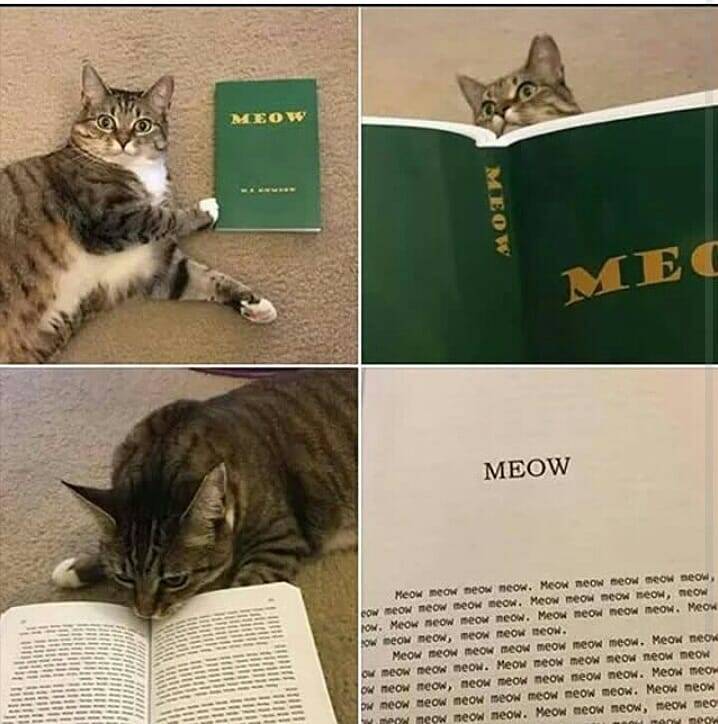 MEOW
MEOW
ow. Meow neow...