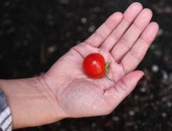 theonion:  Full Summer Of Tending Backyard