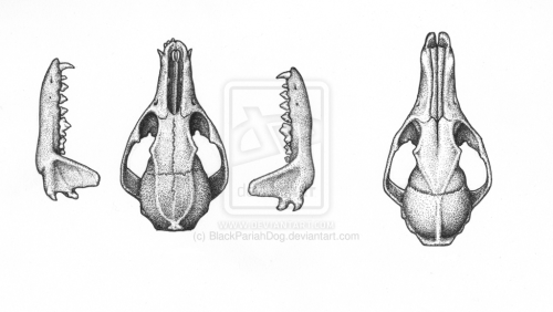 Fox skull comparison by BlackPariahDogSkulls from the two species of foxes Vulpes and Urocyon. The m