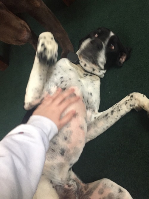 actualdogvines:  i love my meme dogs (submitted by ballsock)