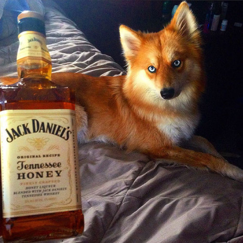 pensandthings:awesome-picz:Meet Fox Dog, A Pomeranian-Husky Mix Who Is Taking The Internet By Storm.