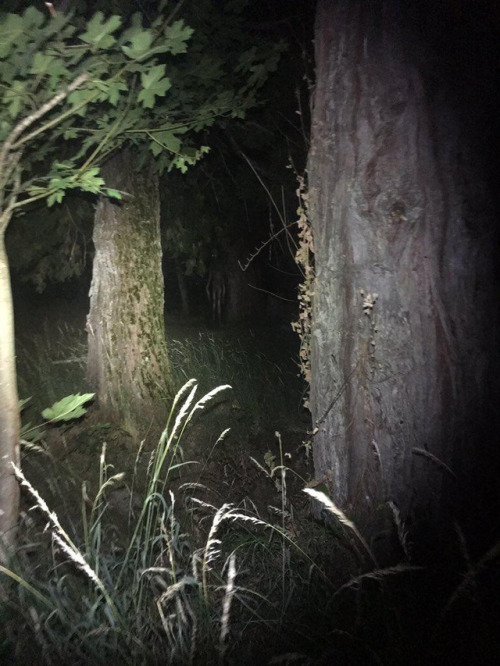 slimyswampghost: The sign hung awkwardly, nailed to the trunk of an old, warped tree. “the woo