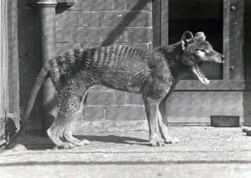 how2skinatiger:Preserved head of a female thylacine at Oxford University Museum of Natural History a