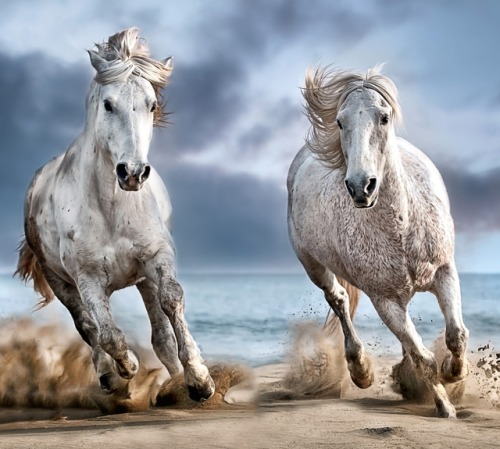 beautiful-wildlife:Beach Run … by © Paul KeatesCamargue Horses