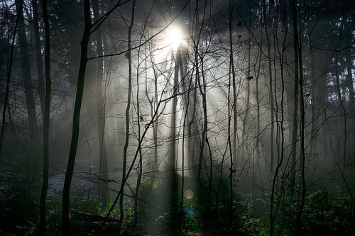 Sun rays through the trees by akarakoc on Flickr.