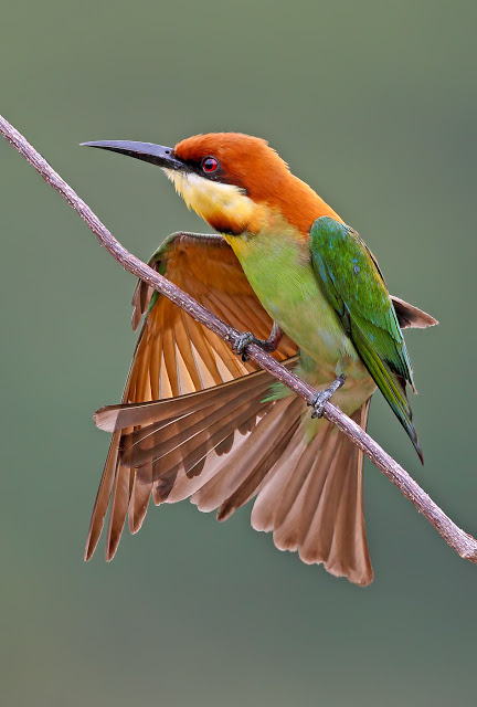 Porn Pics fairy-wren:  Chestnut-Headed Bee-Eater. Photo