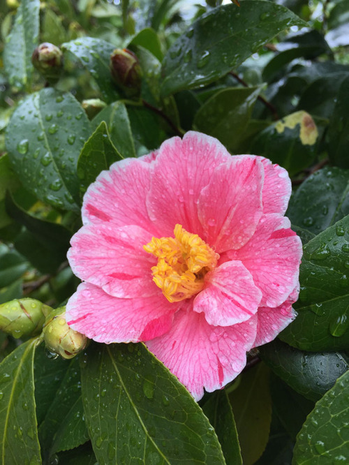 portland rose garden