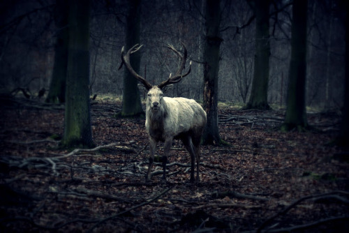 megarah-moon:“Kronhjorten” (Stag) byDitte Marie Hallig The white stag, like many other mythical crea