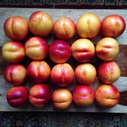 fitwithoutfat:  Nectarine madness 😍 There