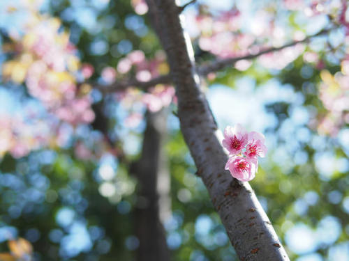 大寒桜 by Neconote on Flickr.