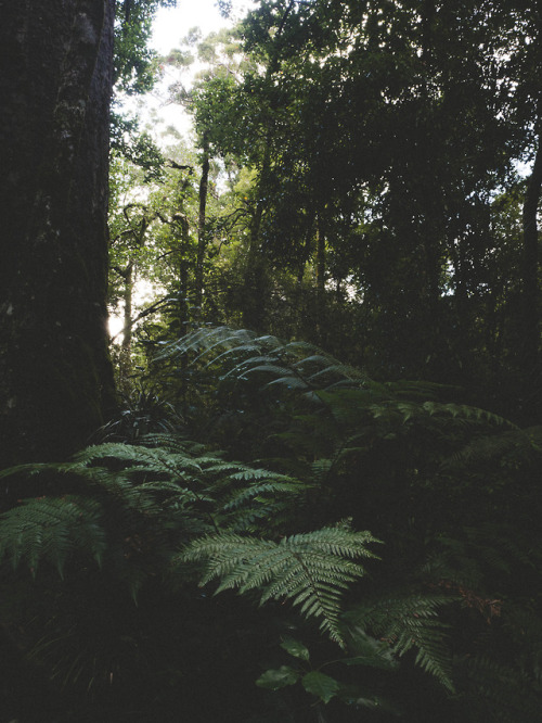 nicrwilson: Waipoua Forest || Nic Wilson