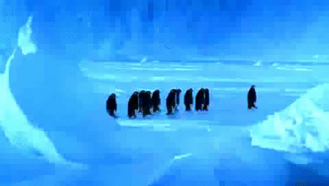 penguinlove1001: It’s Friday!!Today’s penguin post features some very very clumsy penguins!! 
