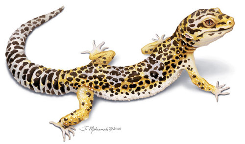 Lagartixa-leopardo / Leopard gecko (Eublepharis macularius)Jacqueline Mahannah, 2005.