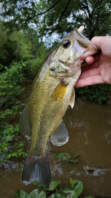 High water creek critters