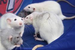 Rat-Wonderland:  Rat Conference By Aspixiated 