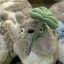 riilaakkuma