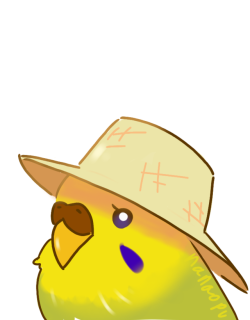 pao-pao-pao:  sunhat budgie is here to remind you to drink plenty of water and get lots of rest