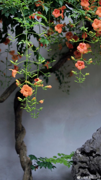 fuckyeahchinesegarden:chinese trumpet creeper in suzhou garden by 暗香盈袖1965