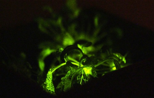 biodiverseed:A Glowing Plant: The First Fruit Of “Digitized” Genetic EngineeringBy Anton