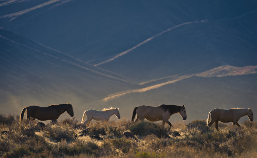 jeffreykedwards:Early morning walk to the water hole…. high desert, northern Nevada