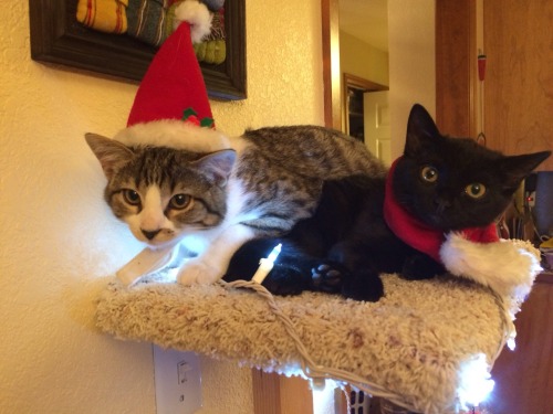 unflatteringcatselfies:Happy Holidays from my smol cats, Sheldon and Wanda!