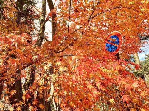 japanpix:Japan maple with No Parking Sign [Karuizawa, Nagano Prefecture, Japan]