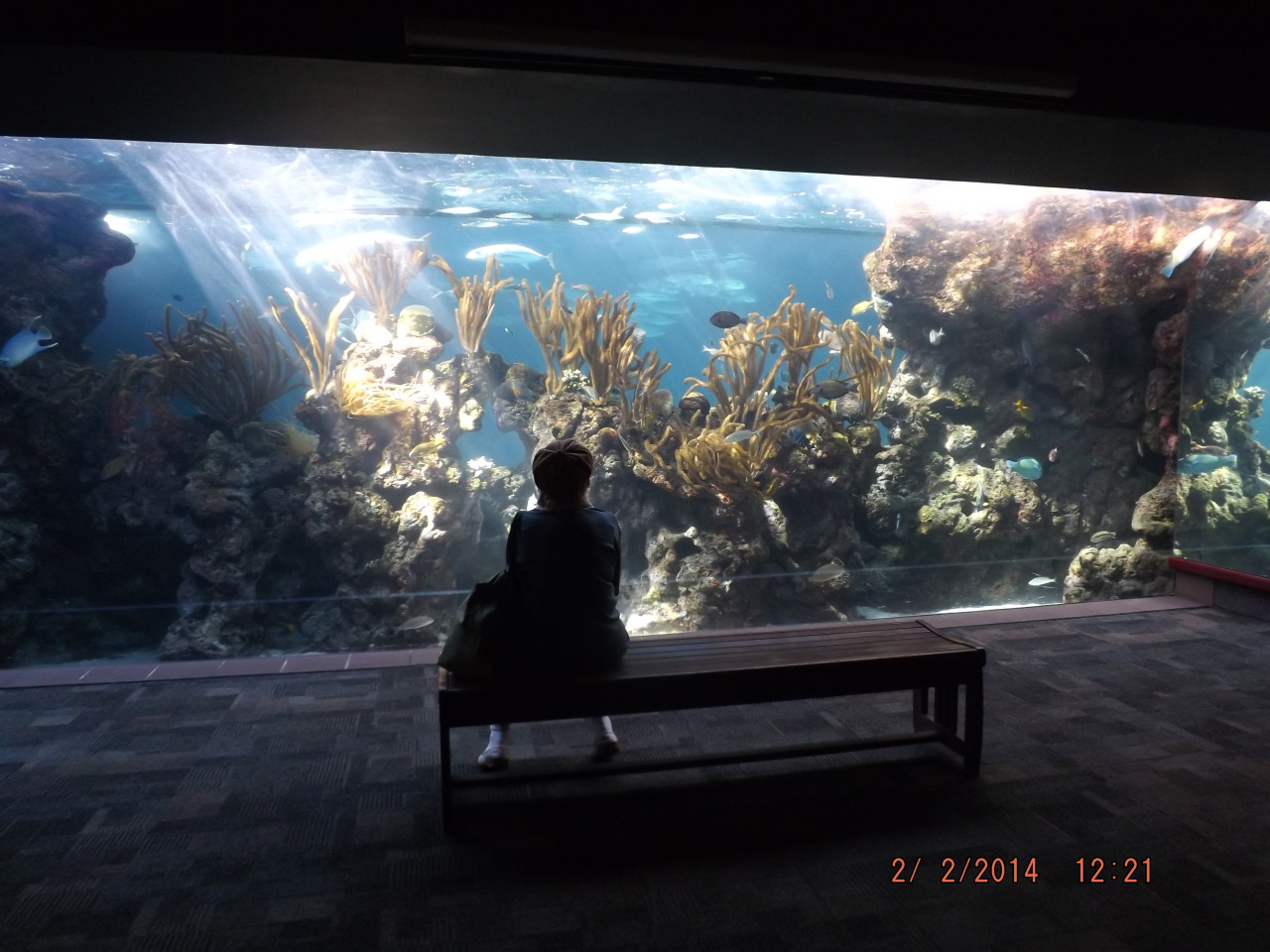 nyhx:  nyhx:  a snap shot of the large wall tank at the aquarium/zoo where i work