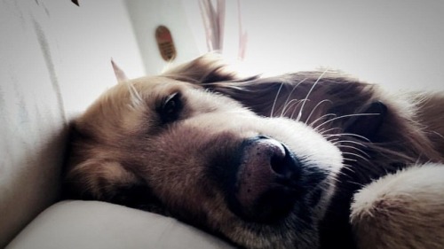 What did humans do to deserve dogs? | | | #mydog #goldenretriever #beautifulanimals