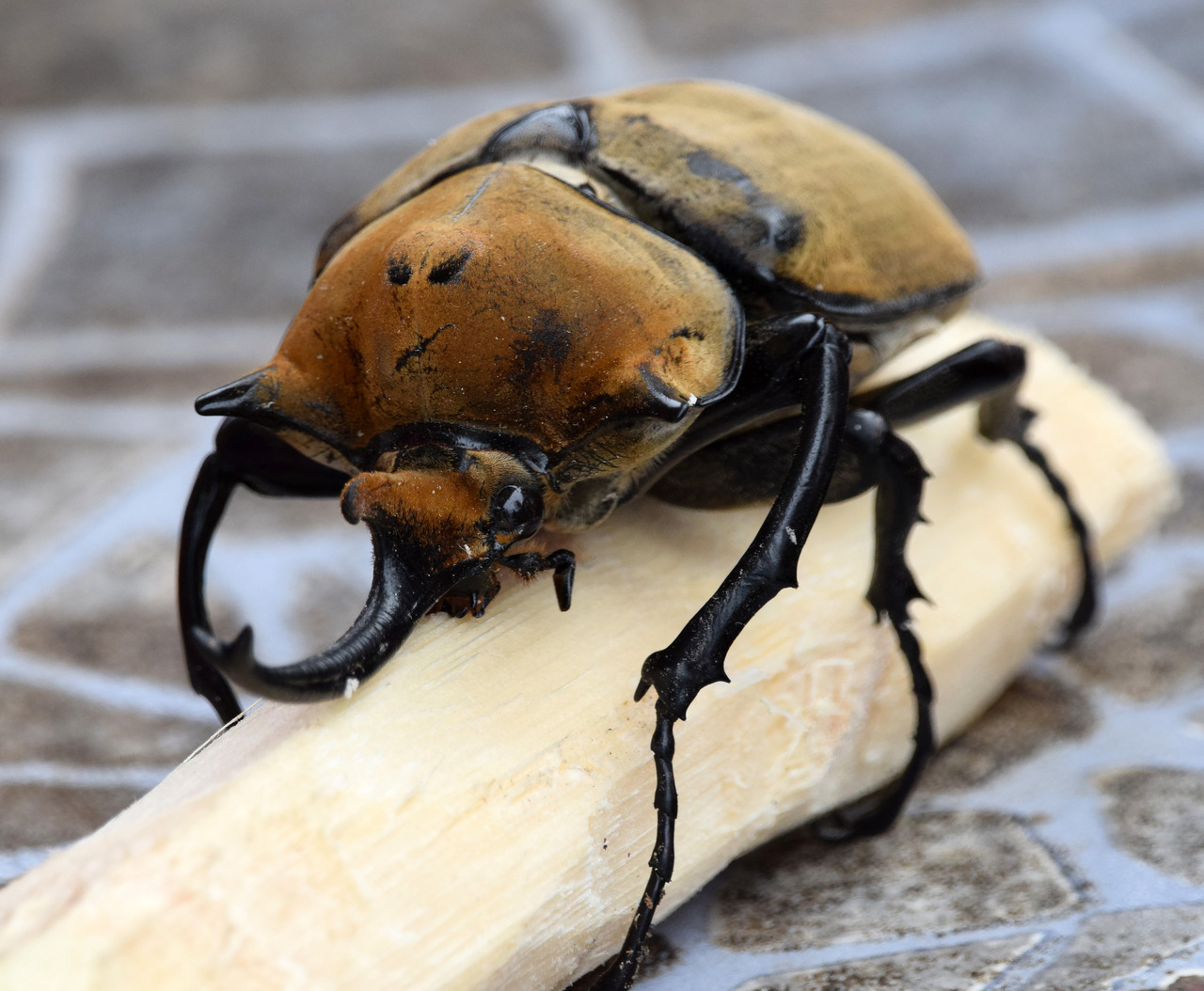 Hercules Beetle
Dynastes hercules
Source:  Here