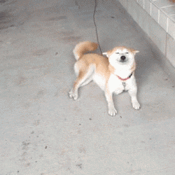 mandopony:tayrezi:Shiba Inu compilation Are they even real