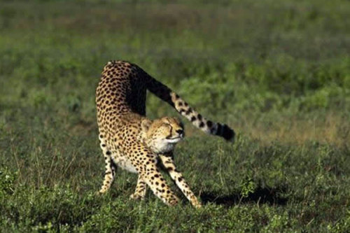 funnywildlife: #Kidepo Cheetah Stretch!!Kidepo Valley National Park, #VisitUganda with Wildplaces Af